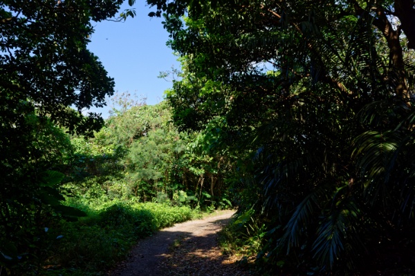 沖縄の草道を進む