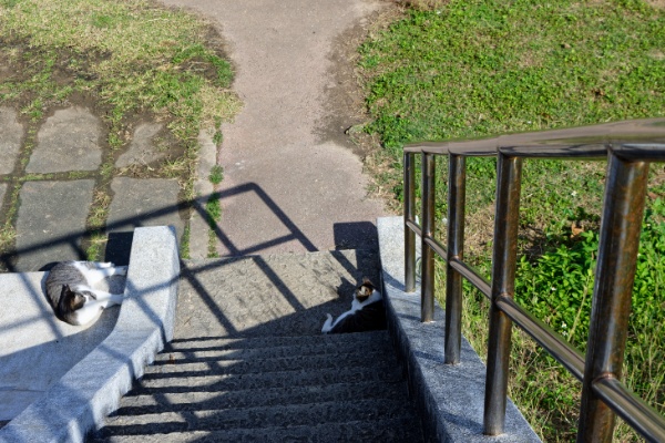 南ぬ島の猫たち