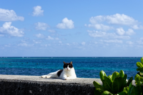 猫とタッチする