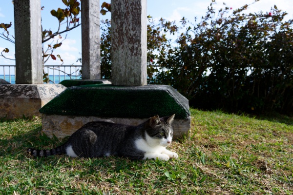 寝そべる猫