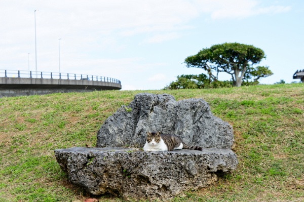 海沿いの猫