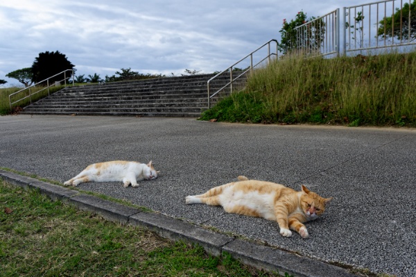 歩く猫