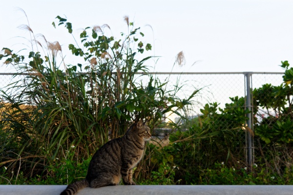 南ぬ島緑地公園の朝の様子