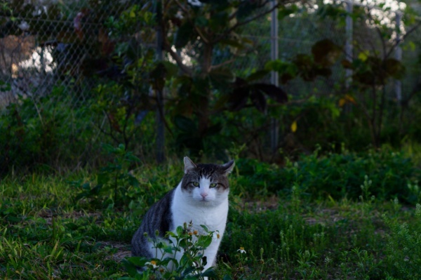 南ぬ島緑地公園の猫