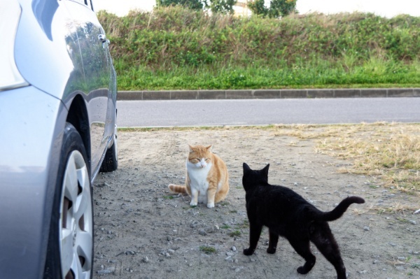 南ぬ島緑地公園の朝の猫たち