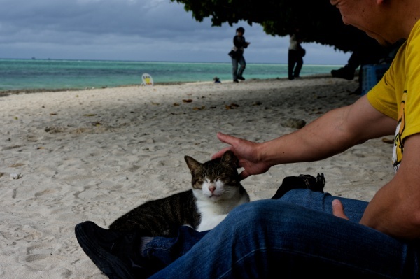 星砂海岸で観光客に懐く猫