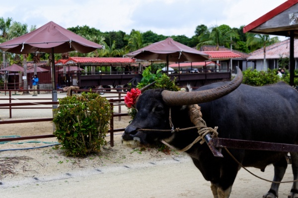 竹富観光センターの水牛