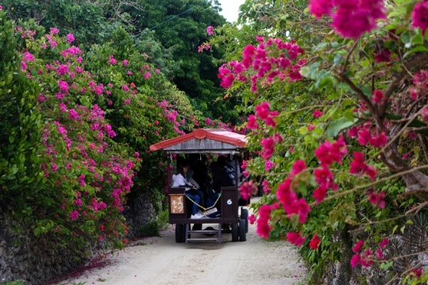 竹富観光センターの水牛車